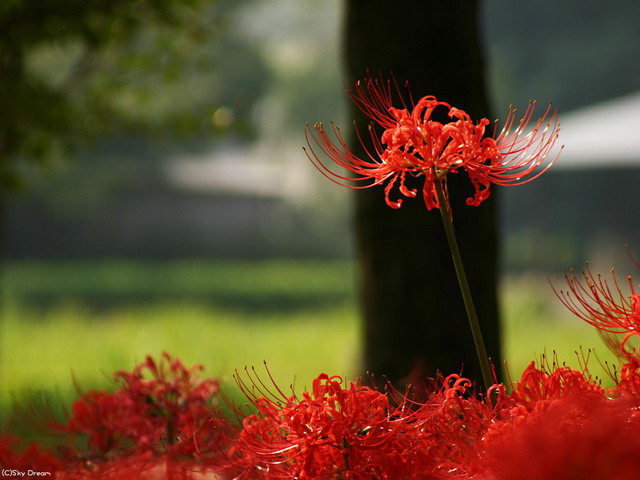 曼珠華沙的花語(yǔ)是什么？