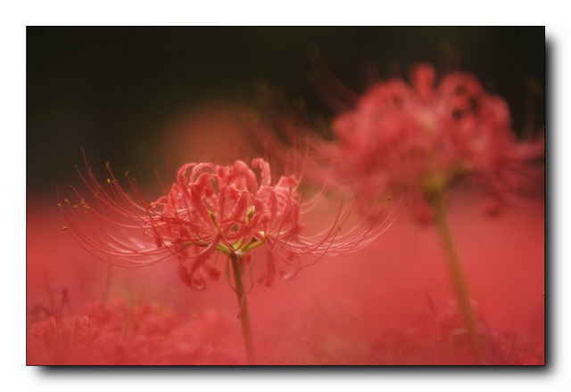 曼珠華沙的花語(yǔ)是什么？